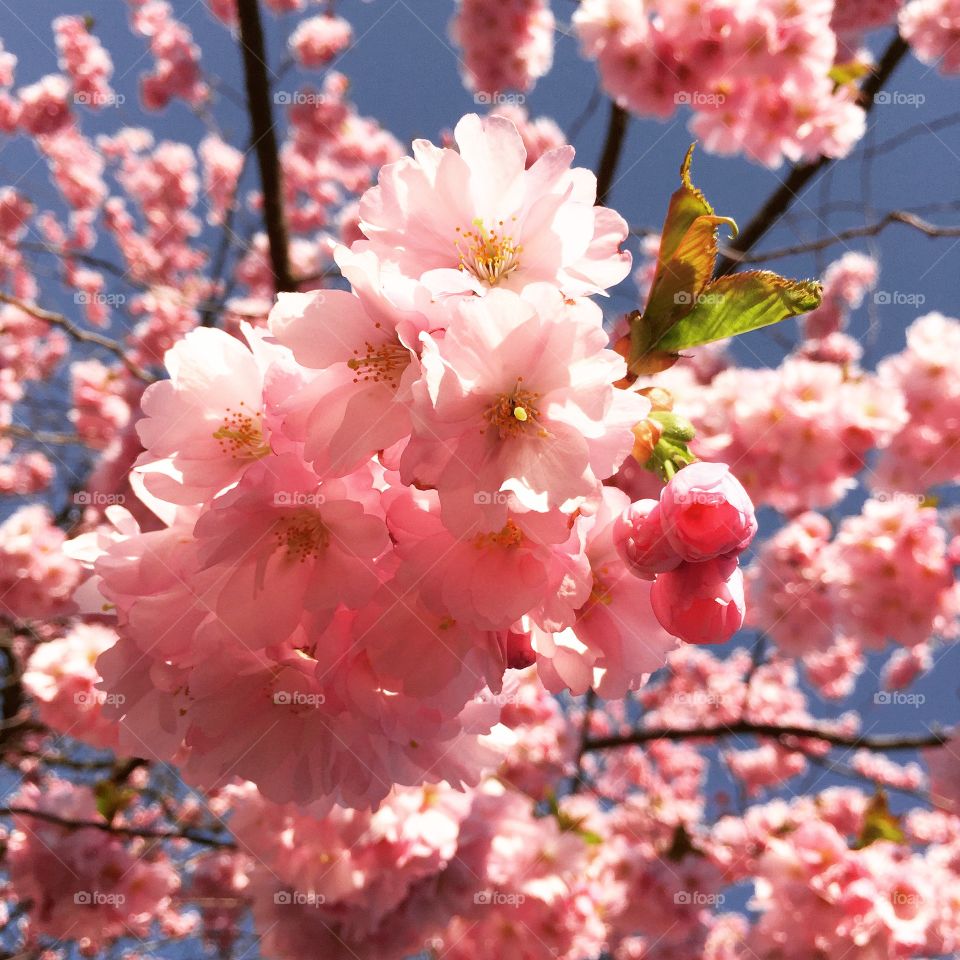 Cherry blossom. Kungsträdgården