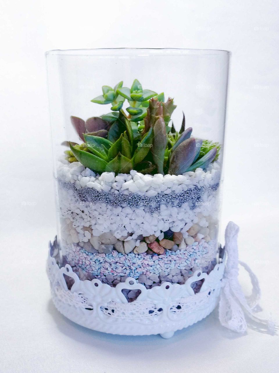 The succulents terrarium in a glass vase