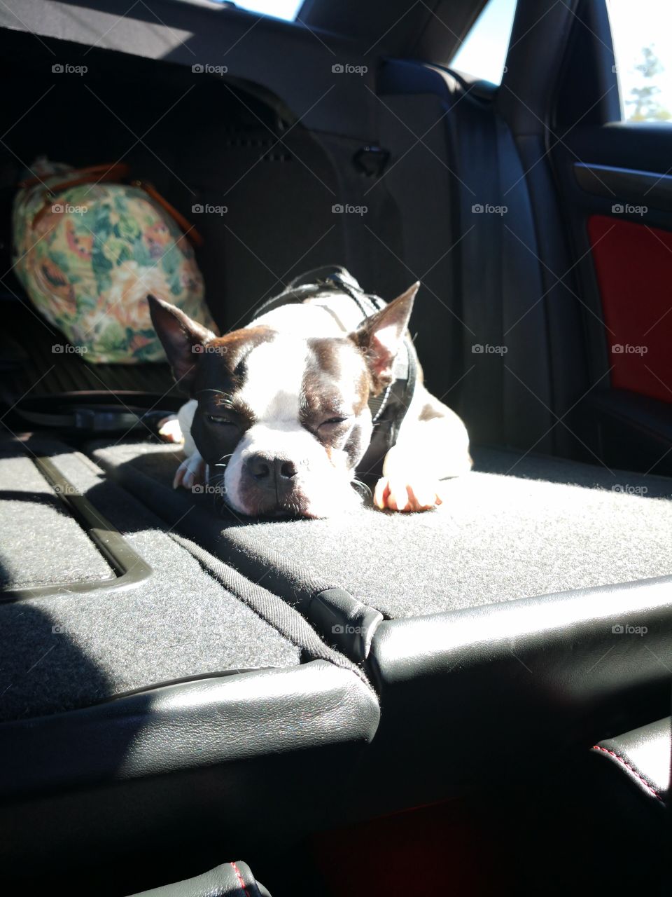 bozo the Boston Terrier loves going on road trips even long ones, he lives for adventures!