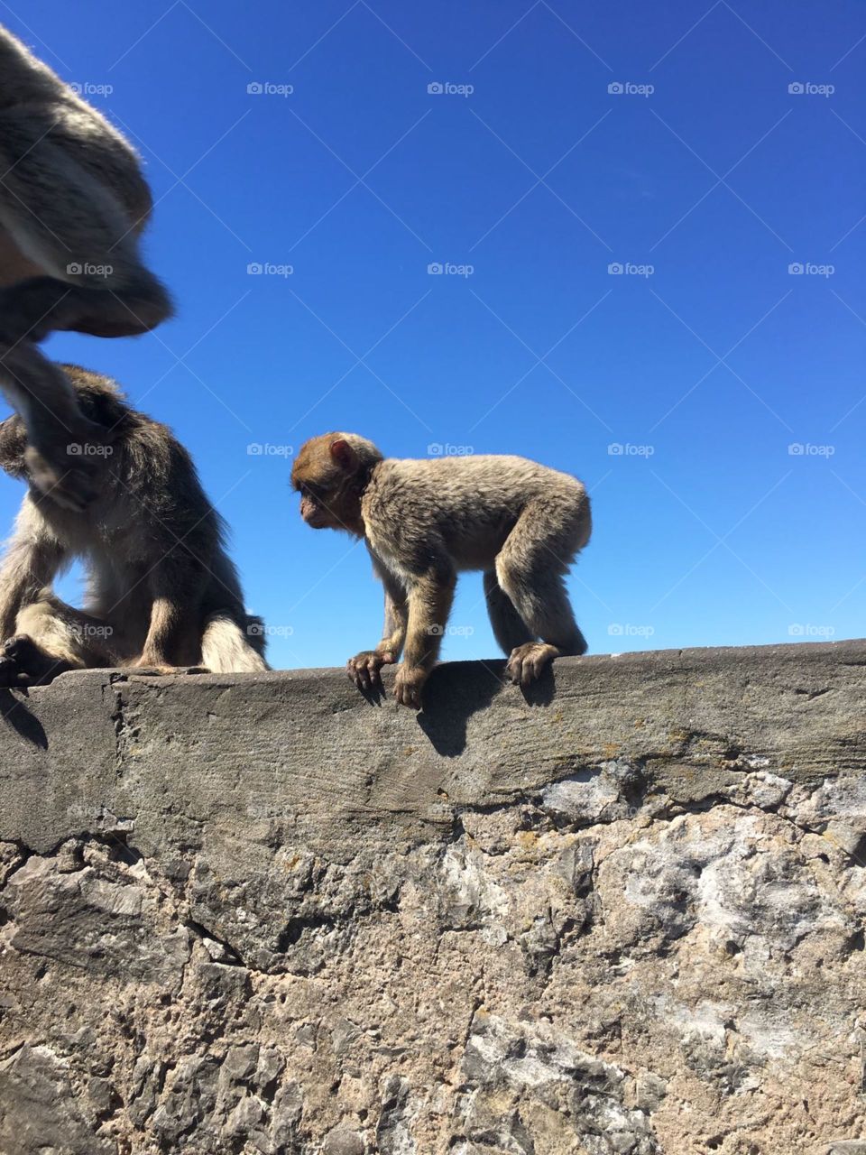 Macaques 