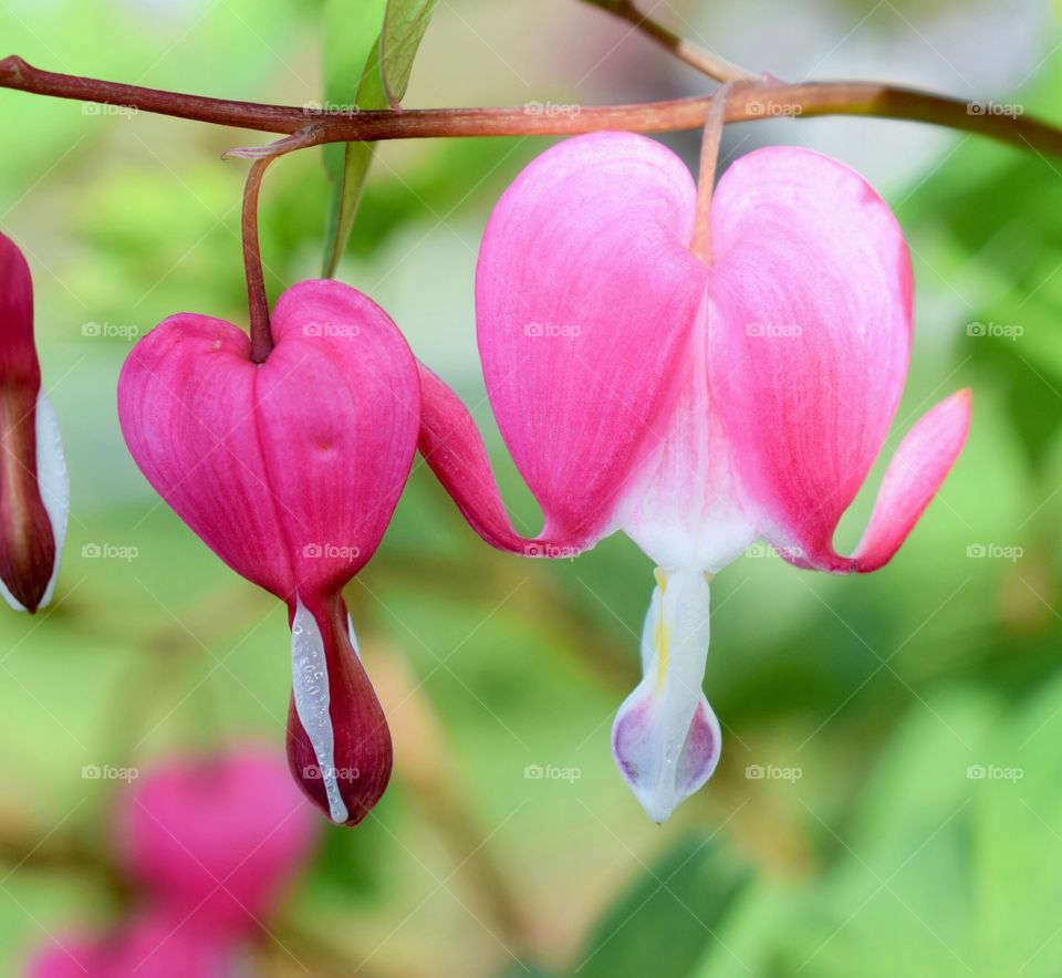 Bleeding heart flowers blooming outdoors