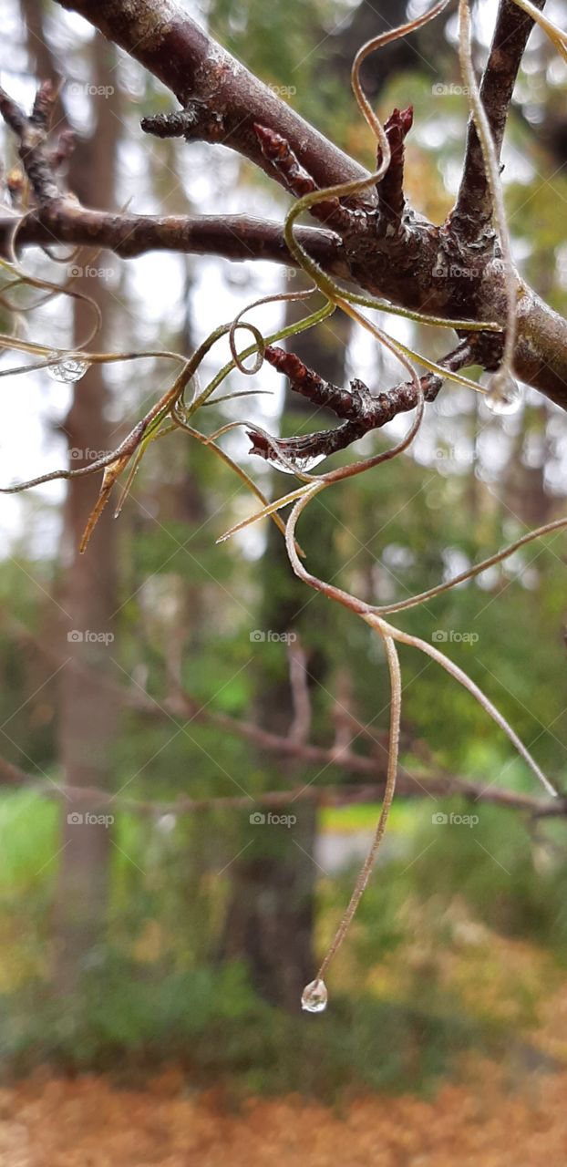 Spanish Moss dripping with the rain