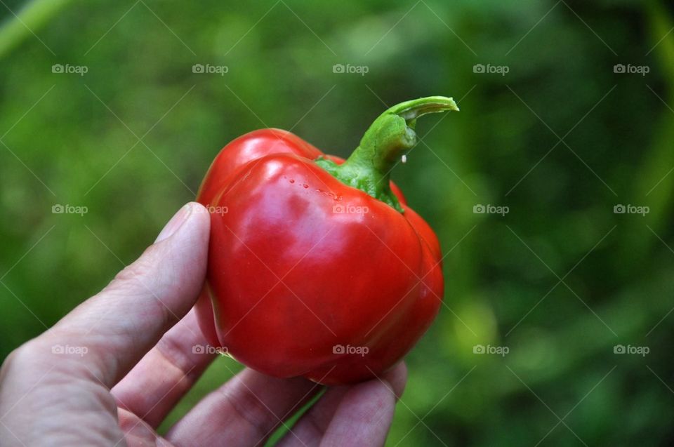 Red hot pepper