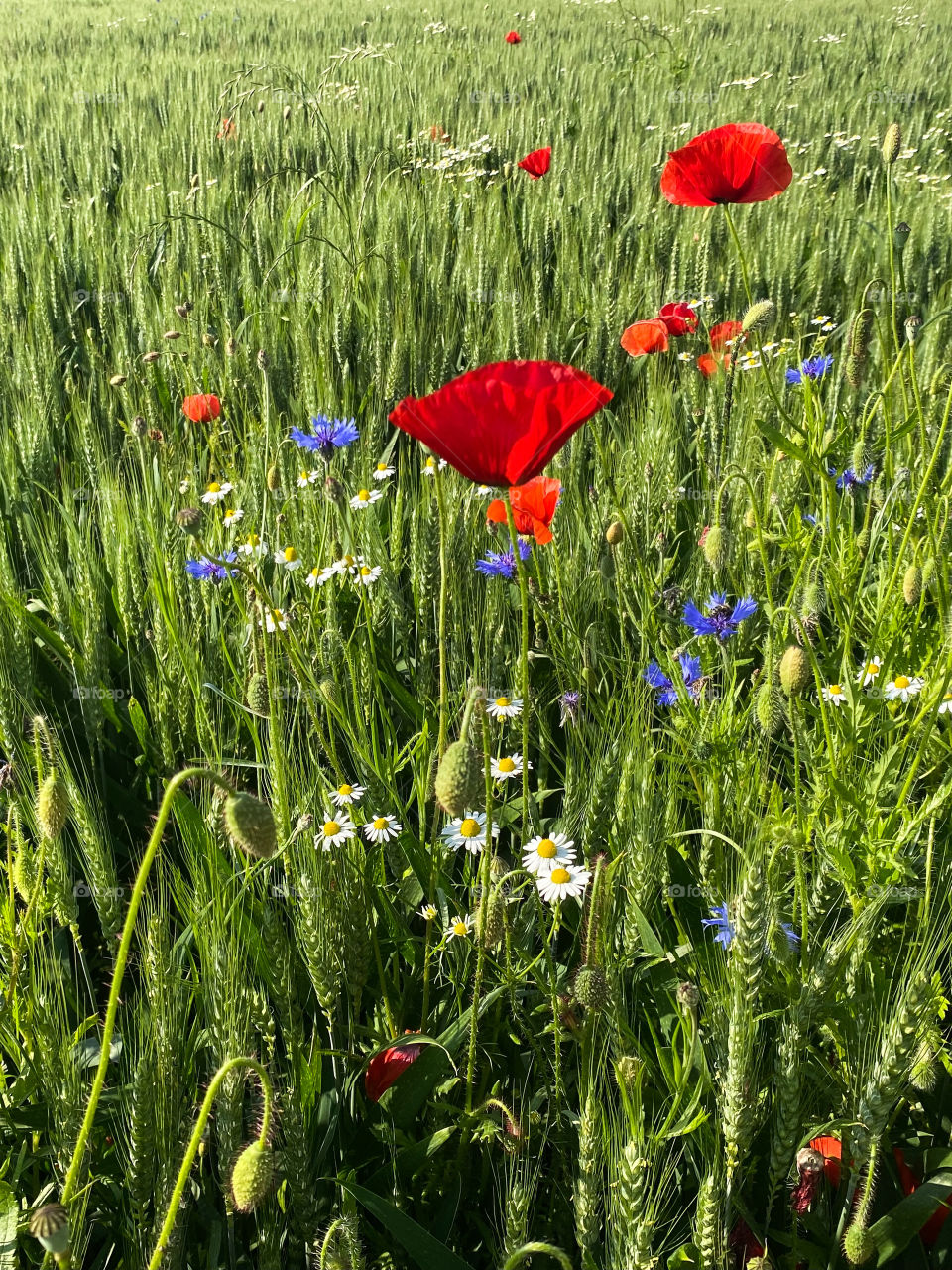 Mohn 