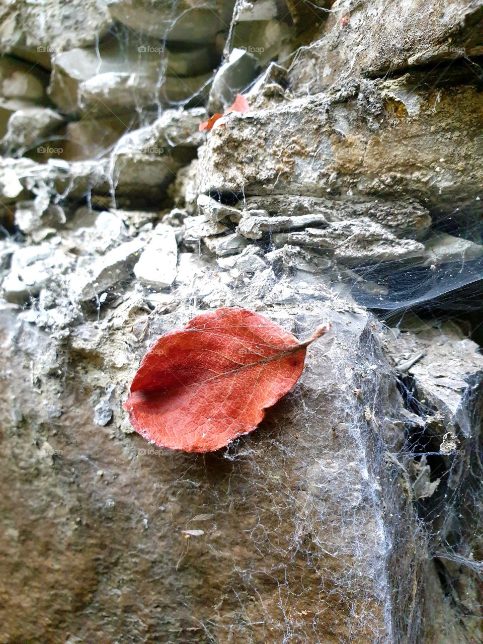 Herbst  , ein Blatt in spinnennetz