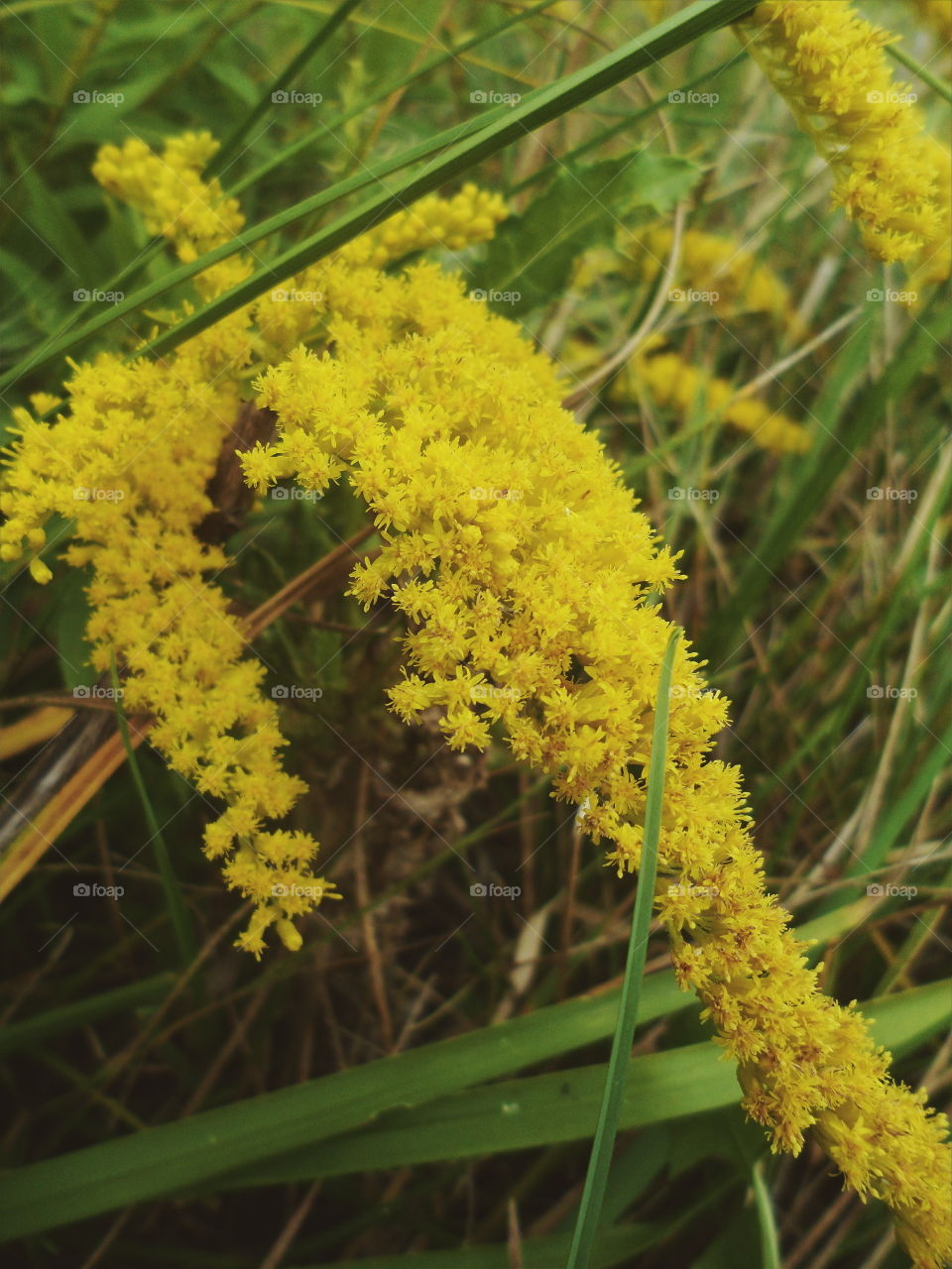 yellow wildflowers