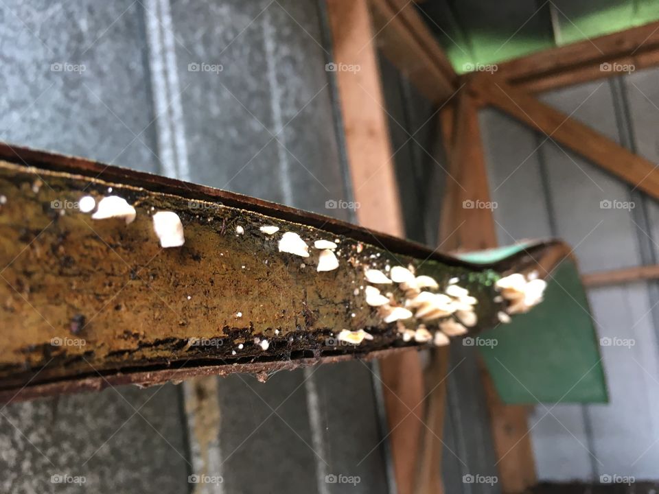 Abandoned Jungleland Zoo