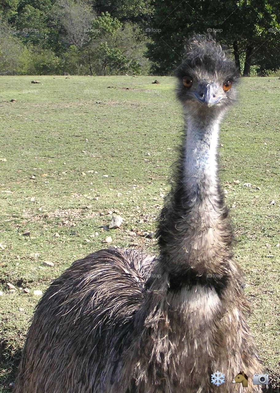 Emu or Ostrich?