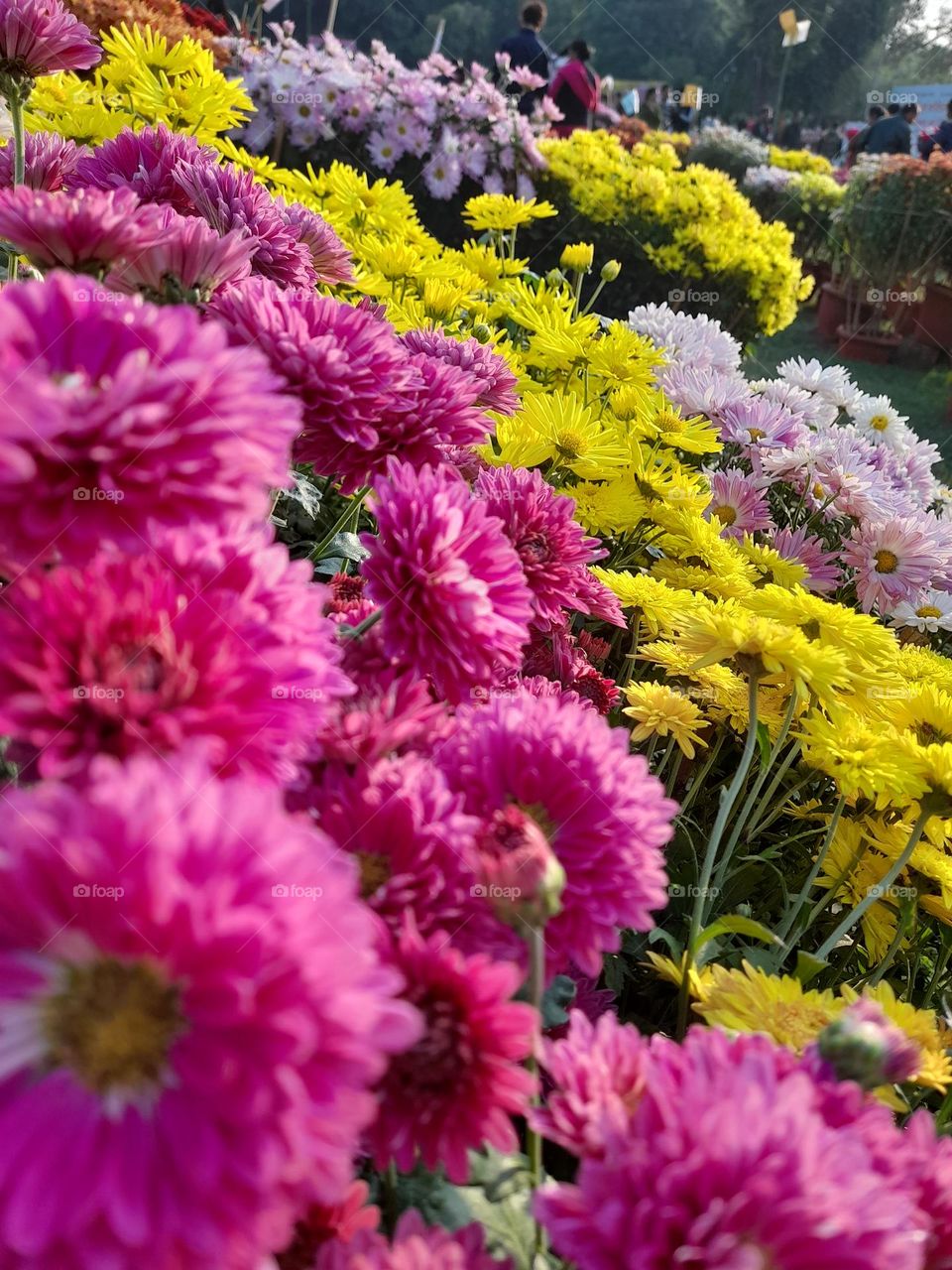 the life originates and seems beautiful