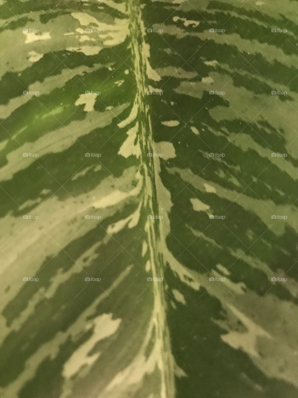 Leaf design 