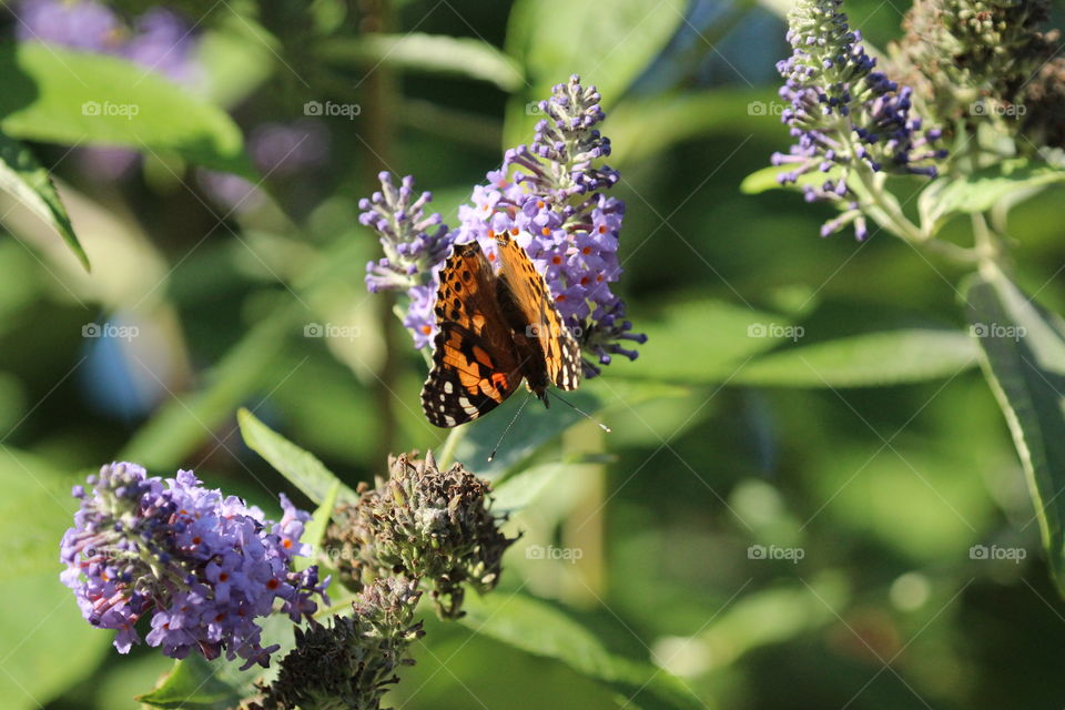 Painted lady butterfly on buddleia 