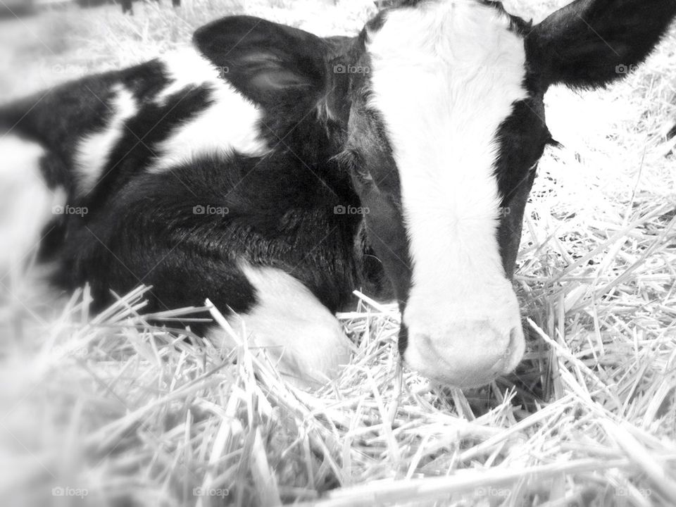 Baby calf - 18 hours old