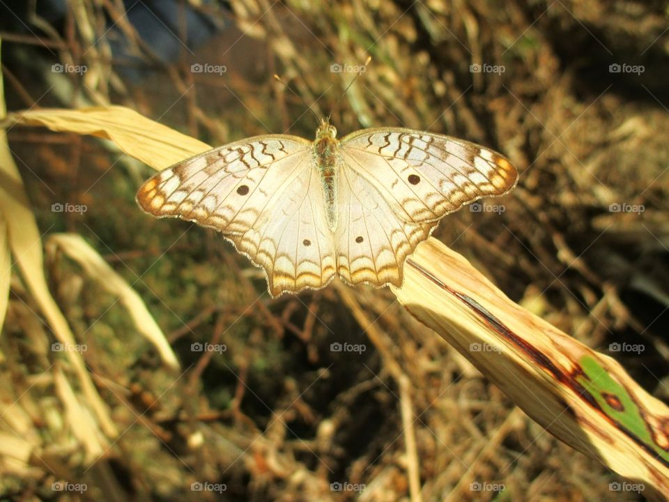 White peacock butterfly