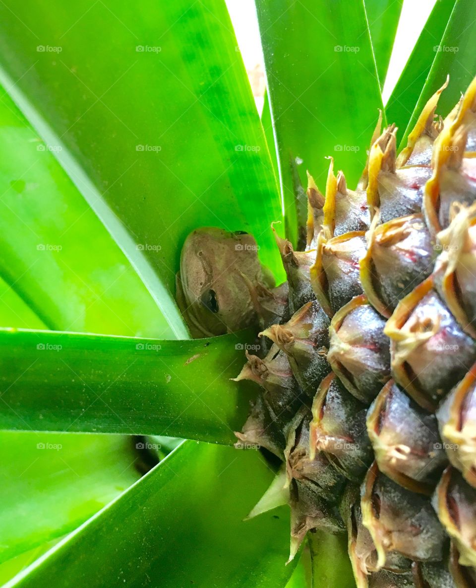 Peek a boo frog
