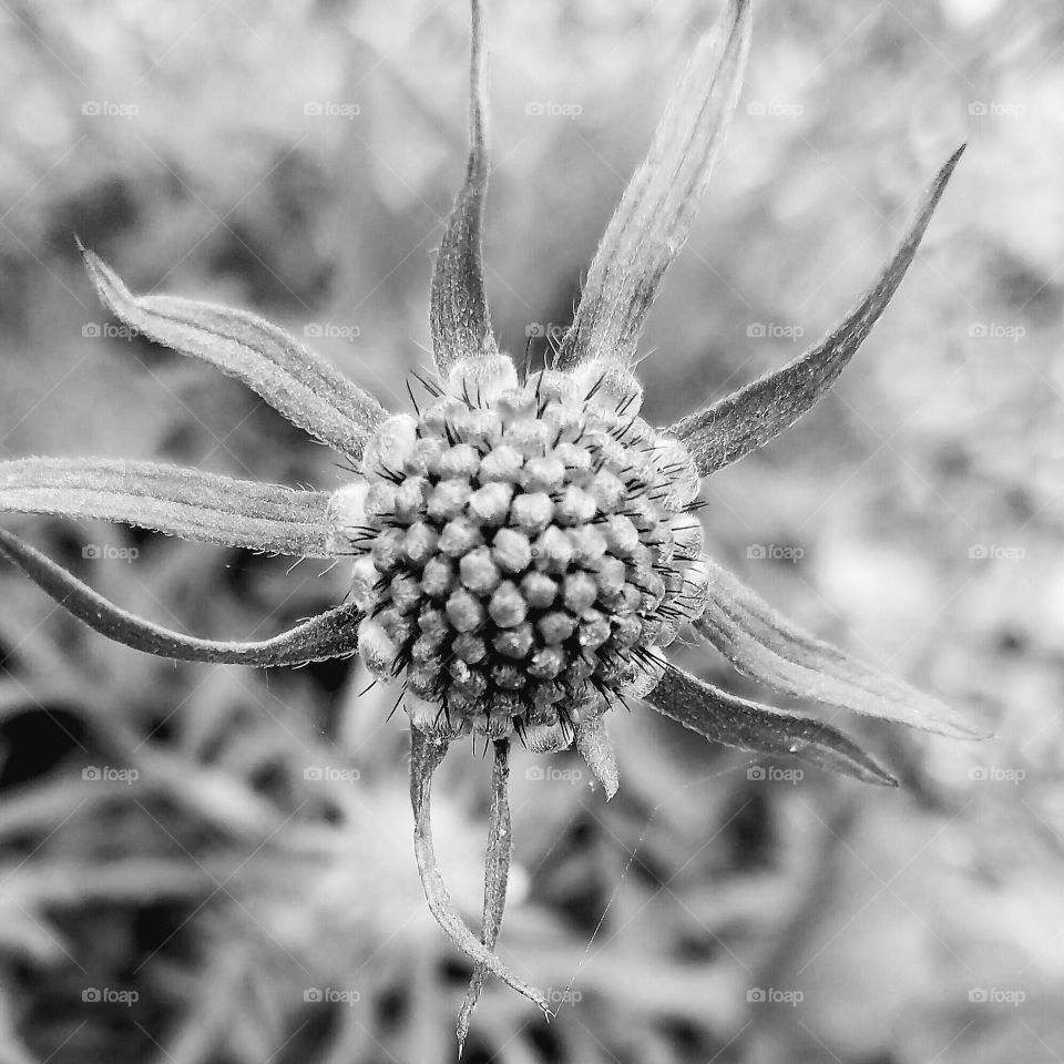 black and white photo of a flower seed