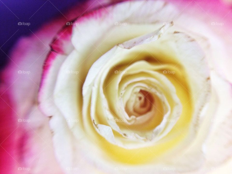 Close up shot of a rose