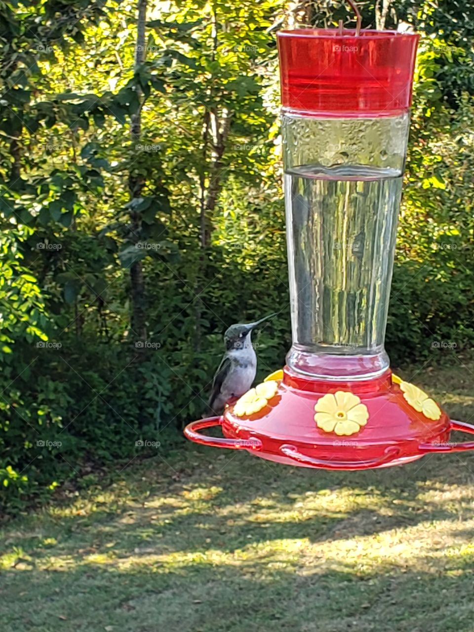 Beautiful hummingbird feeding