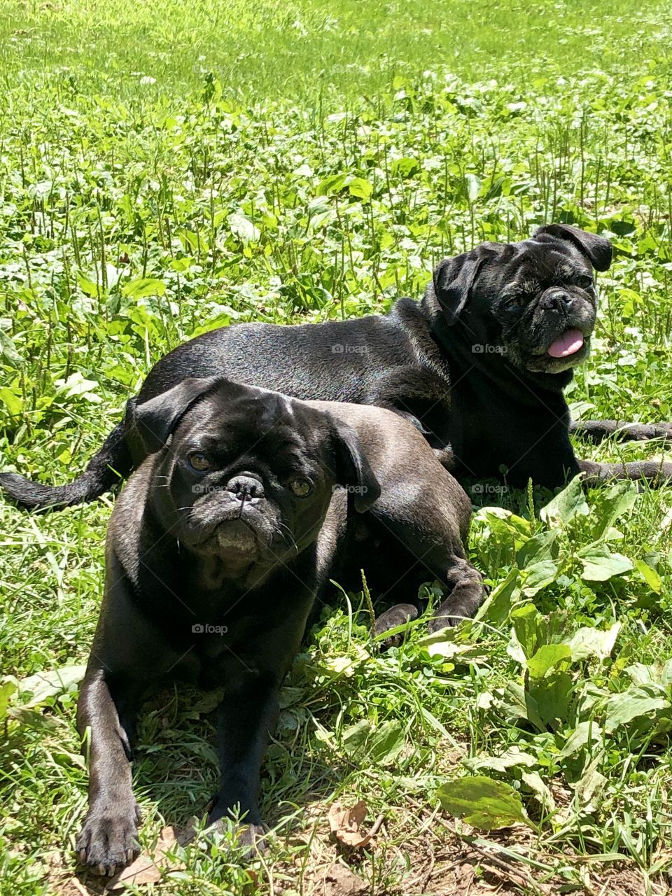 Two Black Pugs