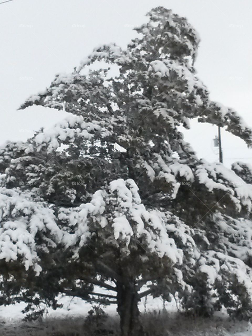 snow covered tree