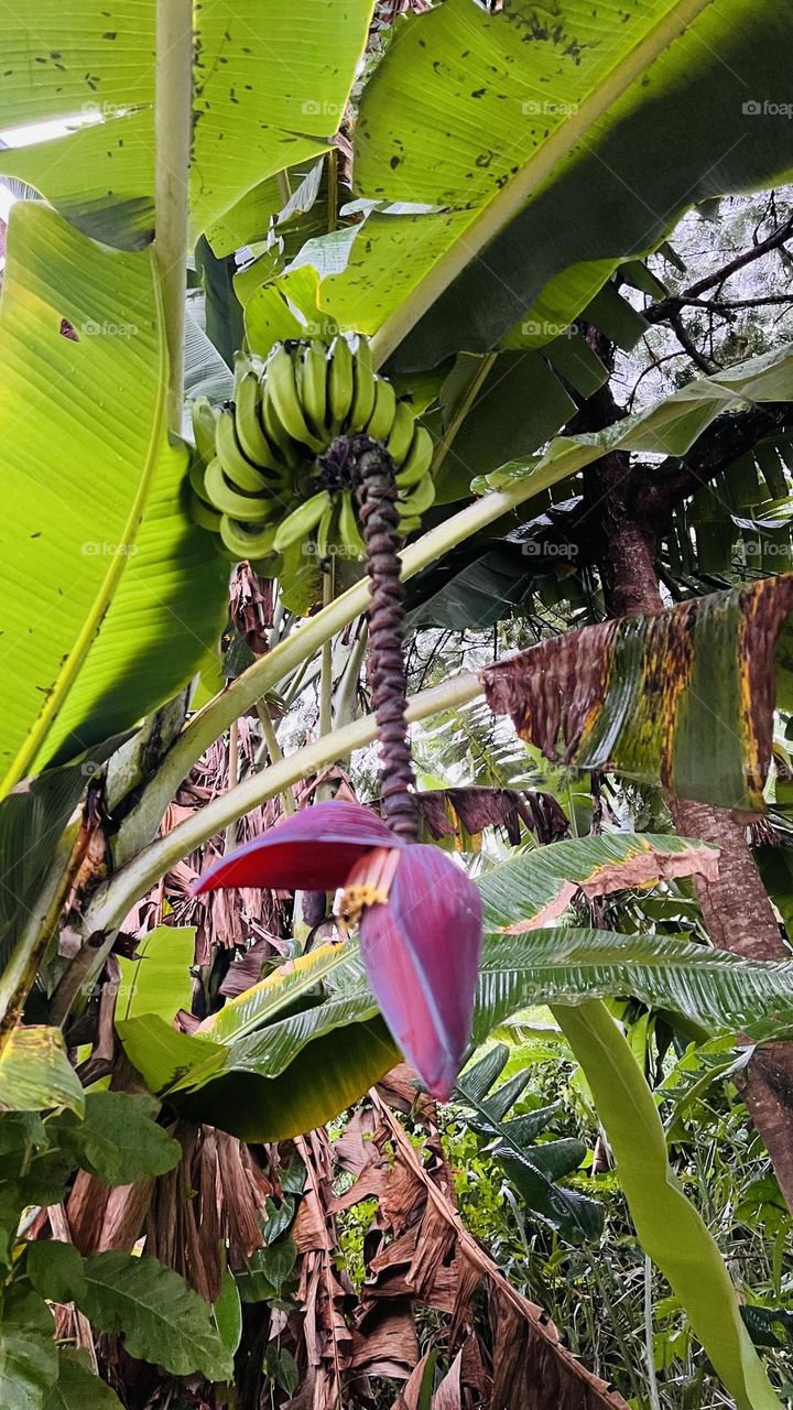 Banana tree