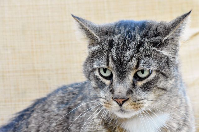 Cute cat sitting in chair 