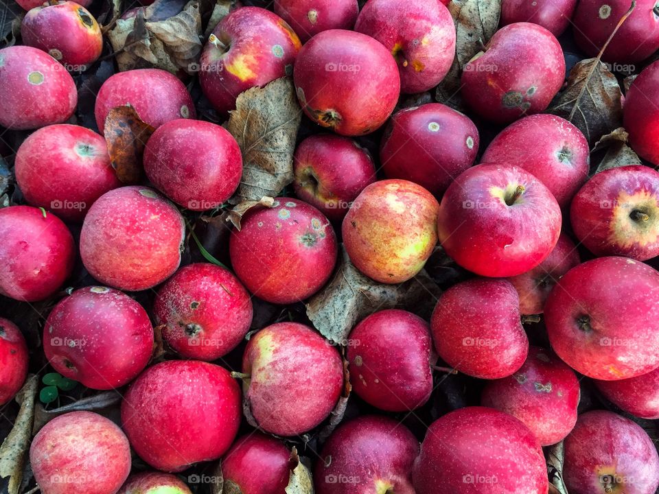 Red apples fallen on the ground