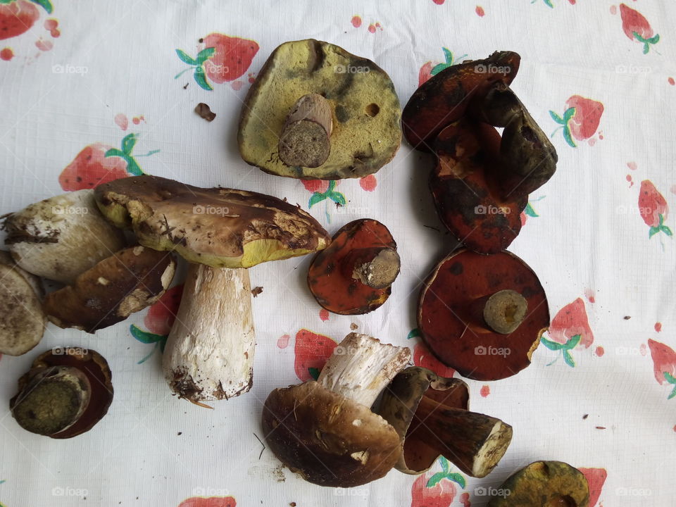 Mushrooms of the Black Forest