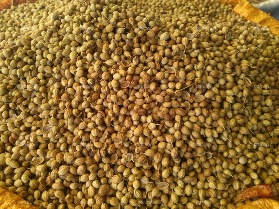 Coriander