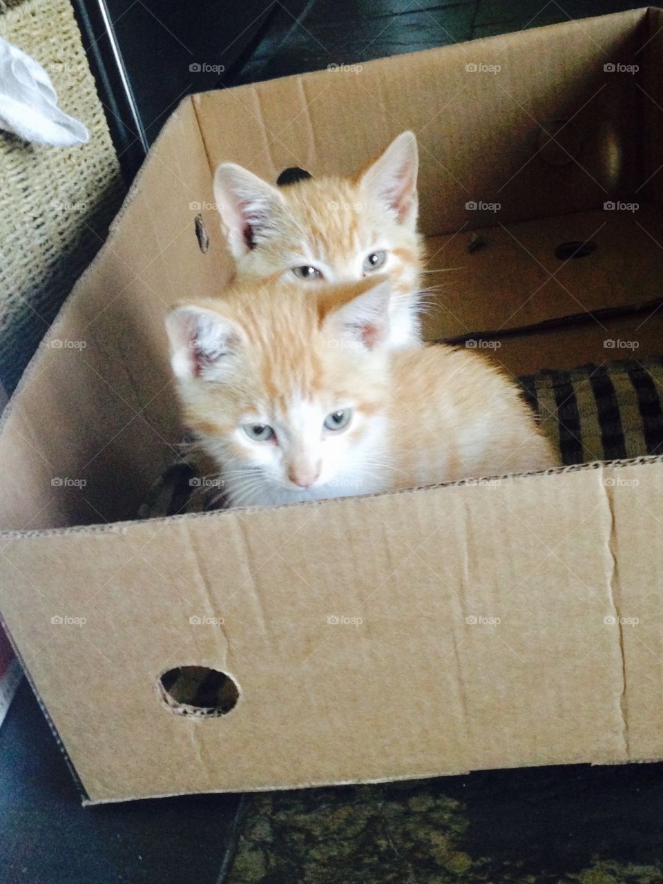 Kittens in a box