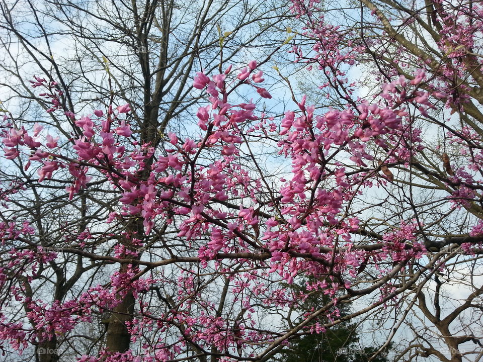 Pink Buds. Beautiful pink flowers budding on a tree.