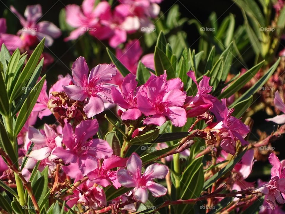 Nature, Flower, Flora, No Person, Leaf