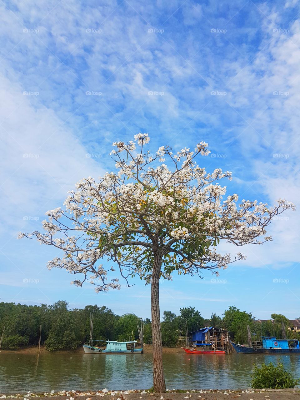 Tacoma Tree by the River