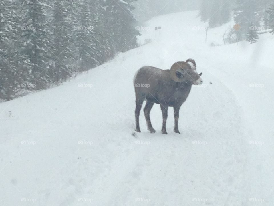 Big horn on road in Banff