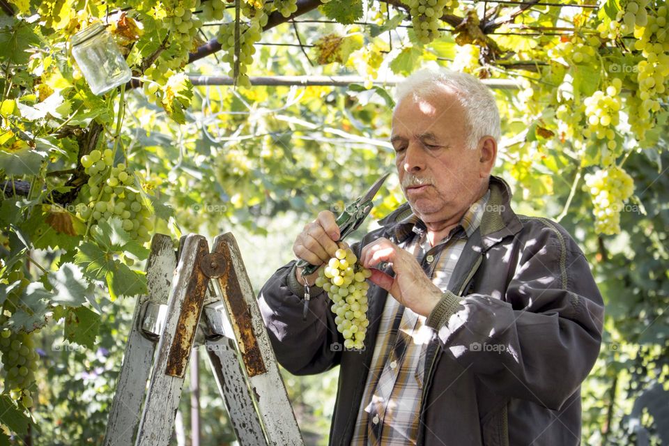 A man in vineyard