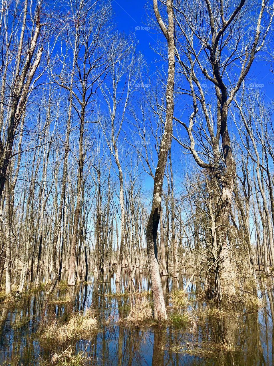 Swamp land 