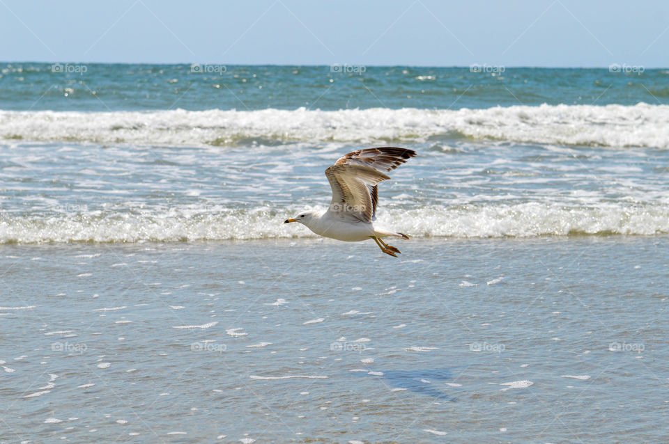 Seagull flying just above the ocean shore on a bright day