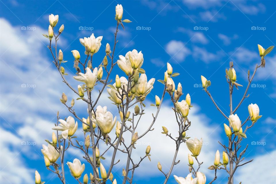 Spring flowers 