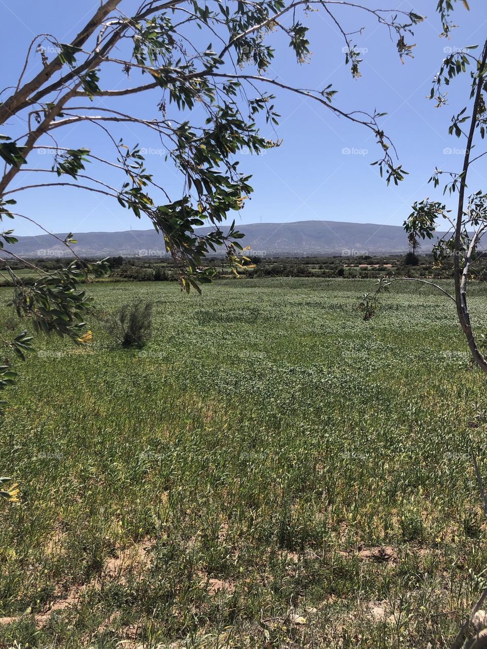 Beautiful field and view to landscape.