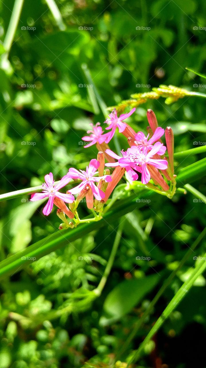 pink flower macro