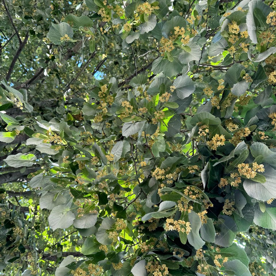 Looking up at the leaves and yellow blossoms of an American Linden tree