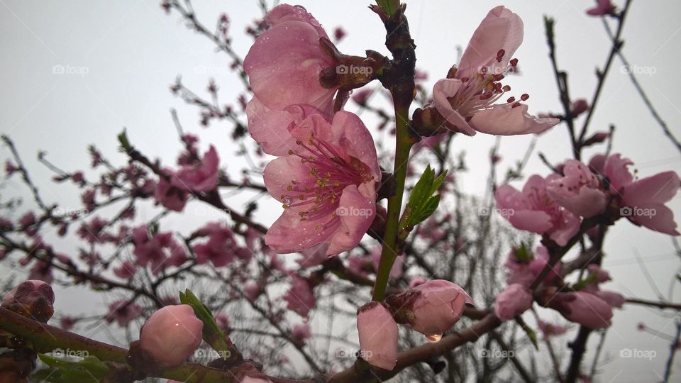 Branch of a blossoming peach.