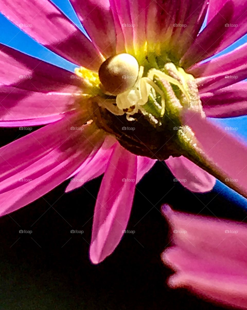 Itsy Bitsy Wearing Shades 