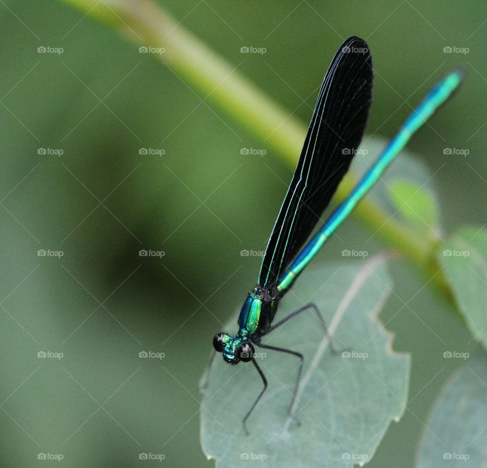 Damselfly on a Leaf