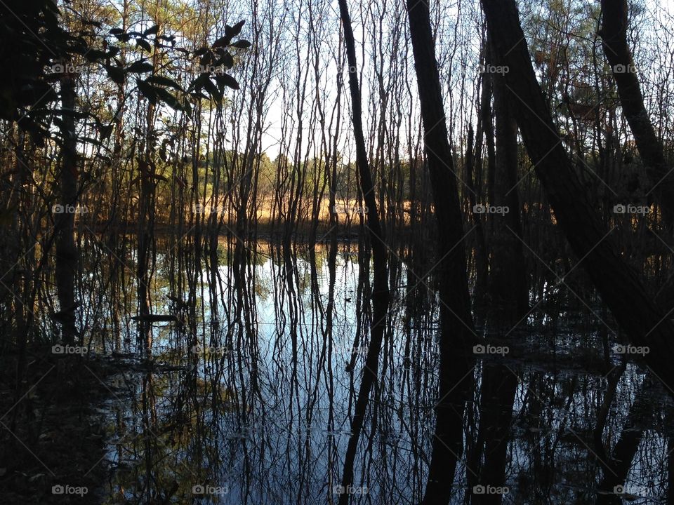 Forest reflection