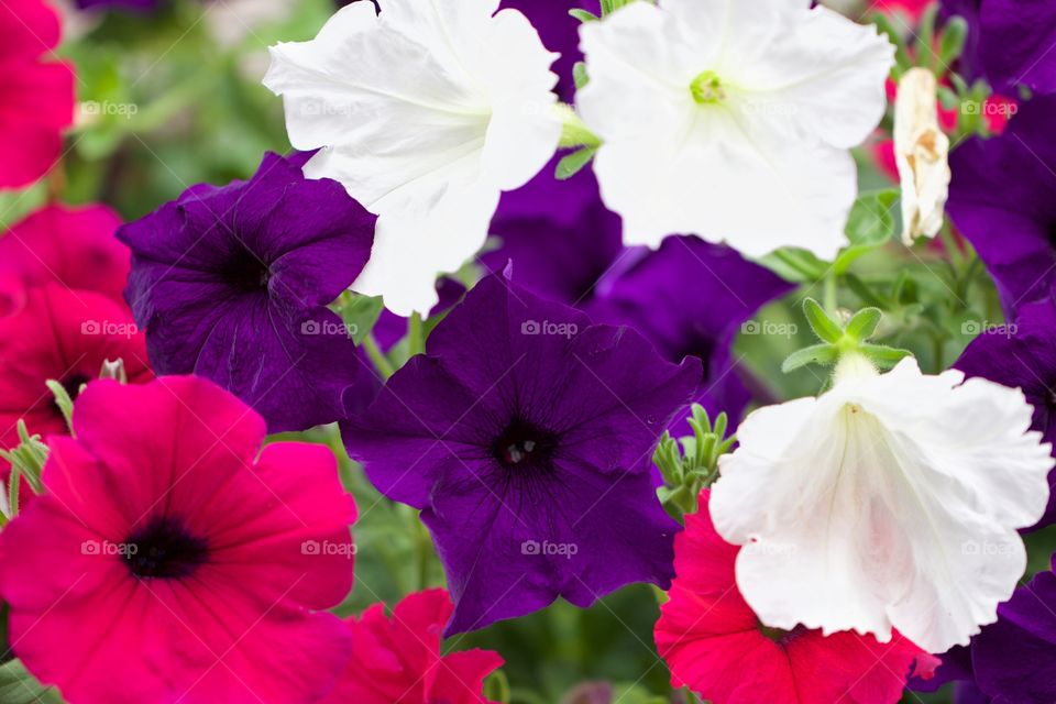 Beautiful colorful flowers