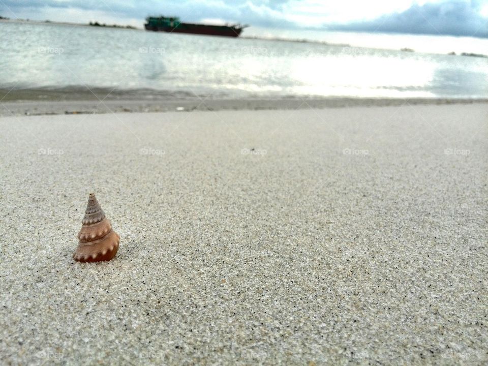 Snail On The Beach