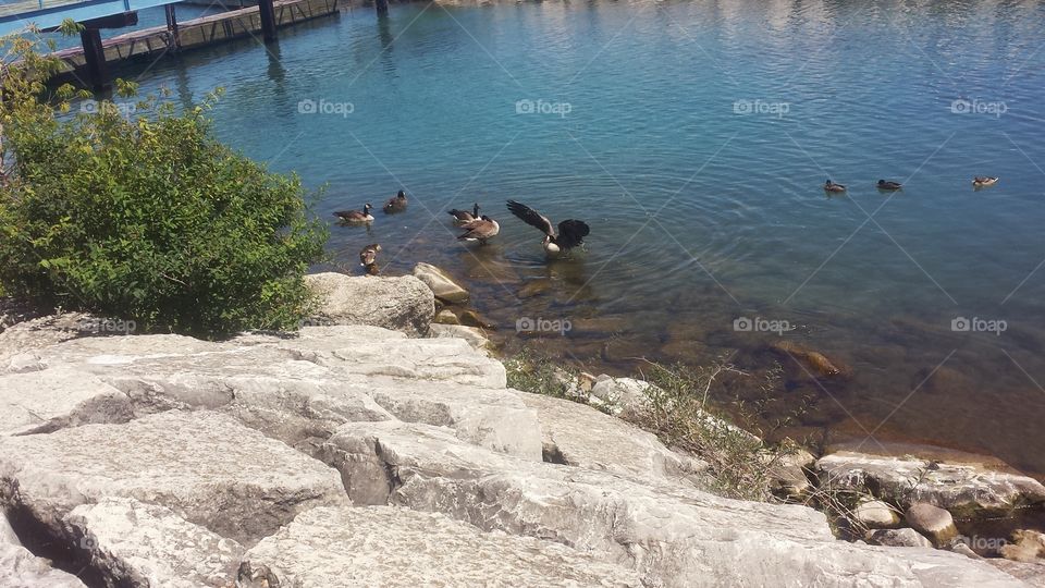 Ducks in the Harbor