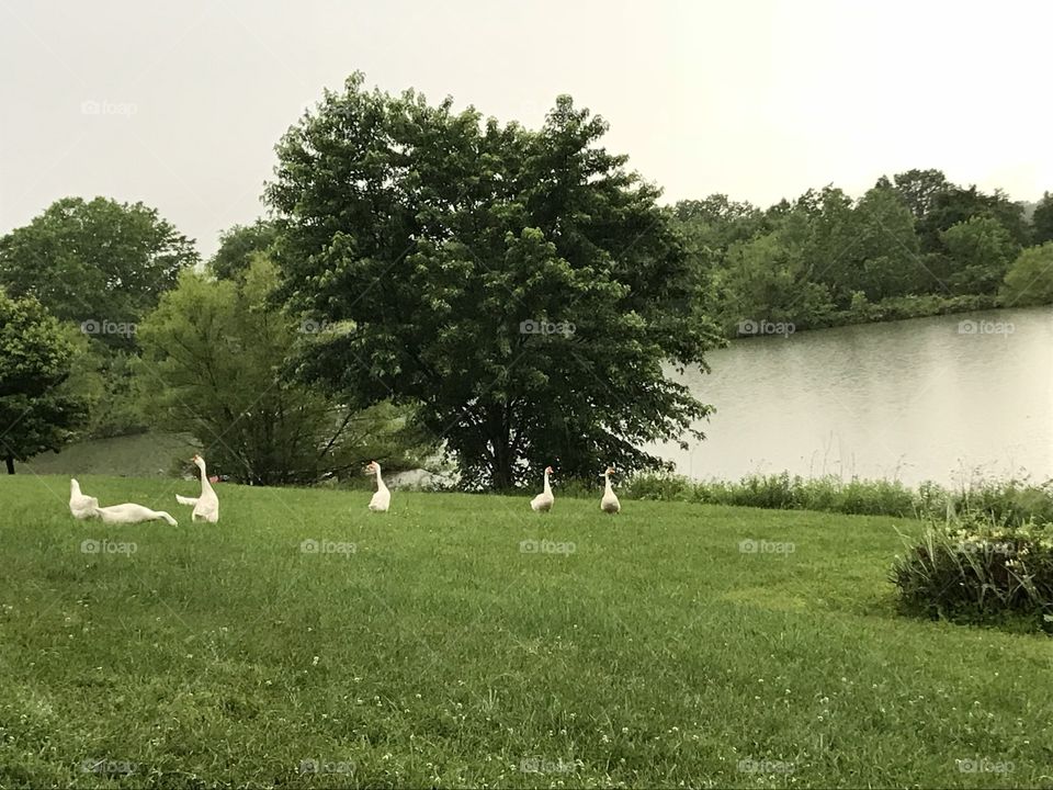 Geese by a pond in Fredericksburg, VA