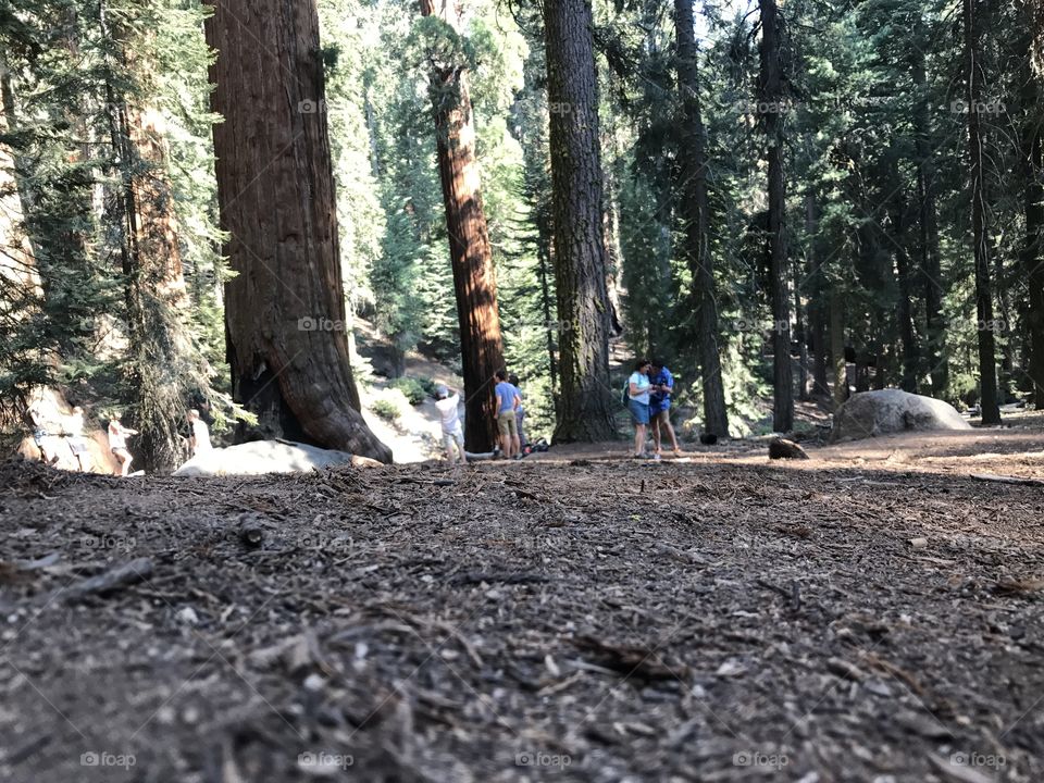 Sequoia national park without filters