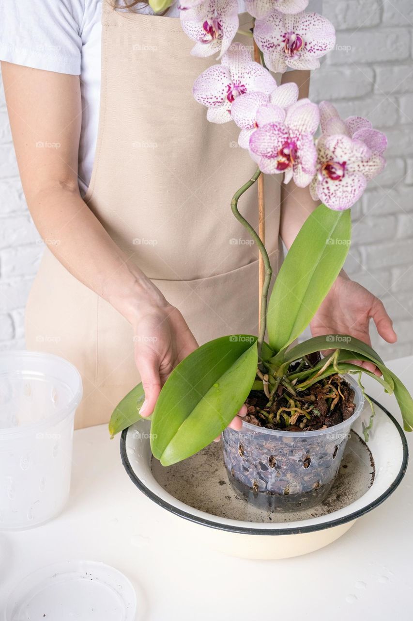 woman planting plants